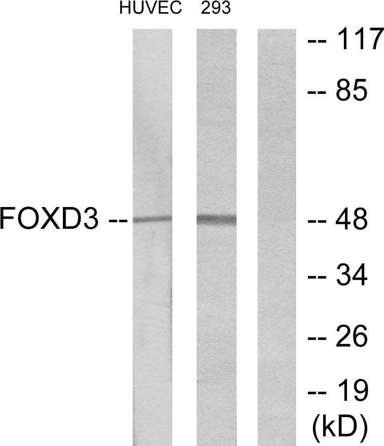 Polyclonal Rabbit anti-Human FOXD3 Antibody (IHC, WB)