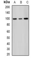 SF3B2 Antibody