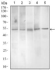 PAX3 Antibody (aa142-203, clone 7D8G7)