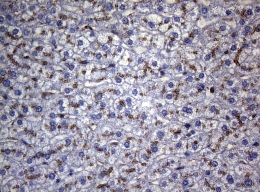 Monoclonal Mouse anti-Human CTSL / Cathepsin L Antibody (clone OTI8C12, Carrier-free, IHC, WB)