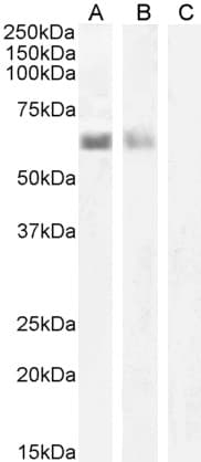 IHC-plus™ AIRE Antibody (aa534-545)