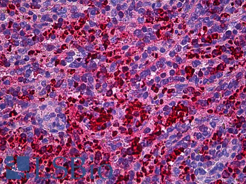 IHC-plus™ Monoclonal Mouse anti-Human XCL1 / Lymphotactin Antibody (clone 1E1, IHC, WB)