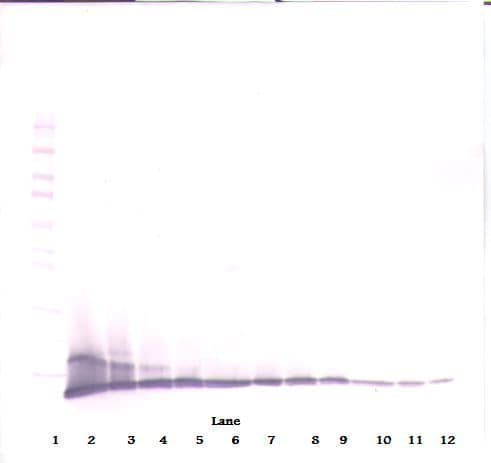 CXCL10 / IP-10 Antibody