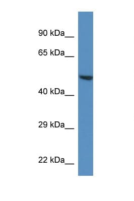 TRIM11 Antibody (aa383-432)