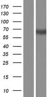 Human PLD5 / Phospholipase D5 Protein (Over-Expression Lysate Myc-DDK (Flag))