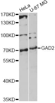 GAD65 Antibody