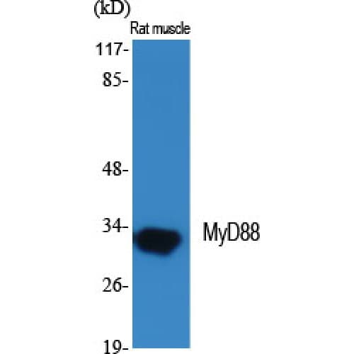 MYD88 Antibody (Internal)