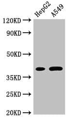 FOXI1 Antibody