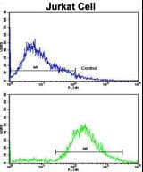 IHC-plus™ VIP Antibody (aa139-167)