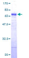 Human DNAJB11 Protein (Recombinant GST)