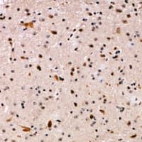 APLF / PALF Antibody