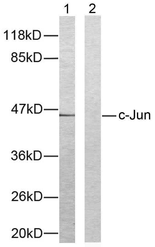 JUN / c-Jun Antibody (p93)