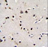 Polyclonal Rabbit anti-Human LRRC46 Antibody (aa38-67, IHC, WB)