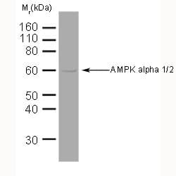 Monoclonal Mouse anti-Drosophila PRKAA1 / AMPK Alpha 1 Antibody (clone 34.2, N-Terminus, IHC, IF, WB)