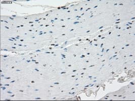 SSX2 Antibody (clone OTI4D10, Carrier-free)