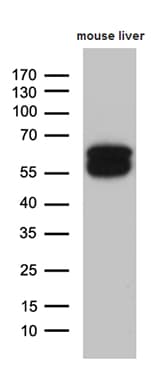 Monoclonal Mouse anti-Human TRDMT1 / DNMT2 Antibody (clone OTI8H10, Carrier-free, aa84-293, WB)