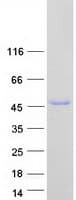 Human NOVA2 Protein (Recombinant Myc-DDK (Flag))