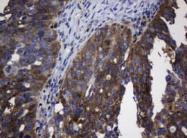 TSC22D1 / TSC22 Antibody (clone OTI4A11, Carrier-free)