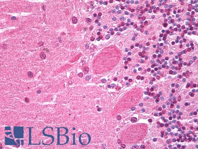 IHC-plus™ HES5 Antibody (Internal)