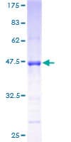 Human GPSM3 Protein (Recombinant GST)