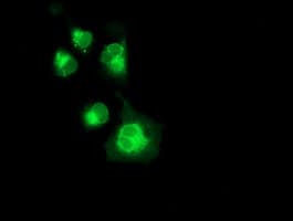 NPTN / SDR1 Antibody (clone OTI3C4, Carrier-free)