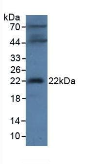 MAGP / MFAP2 Antibody (aa32-178, APC)