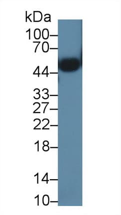 Polyclonal Rabbit anti-Mouse ORM2 / Orosomucoid 2 Antibody (APC, aa19-207, WB)