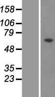 PRKAA2 / AMPK Alpha 2 Protein (Over-Expression Lysate Myc-DDK (Flag))