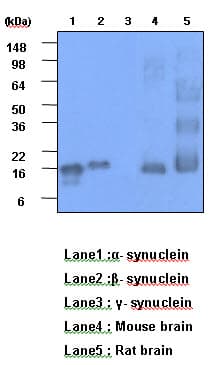 Monoclonal Mouse anti-Human Synuclein Alpha + Beta Antibody (clone 3B6, aa119-140, WB)