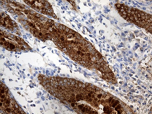 TFF1 / pS2 Antibody (aa25-84, clone OTI5H5)