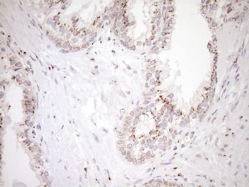 TRIM56 Antibody (aa311-554, clone OTI5A1, Carrier-free)