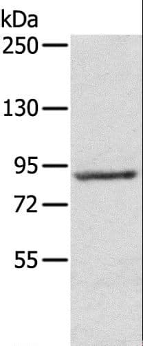 RPS6KA1 / RSK1 Antibody