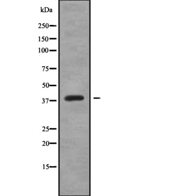 CREB3L4 / AIBZIP Antibody