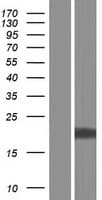 COMMD9 Protein (Over-Expression Lysate Myc-DDK (Flag))