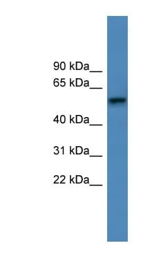 ADRA1D / Adrenoceptor alpha 1D Antibody (aa286-335)