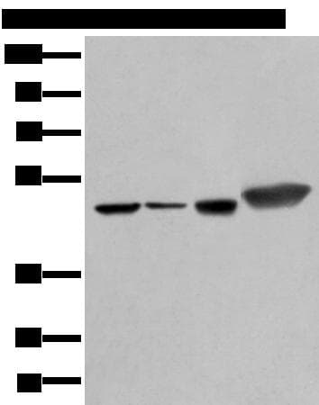 PLAG1 Antibody