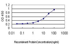 RRAS Antibody (clone 2E12)