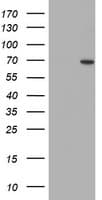 Monoclonal Mouse anti-Human SENP2 Antibody (clone OTI1F7, aa139-523, IF, WB)