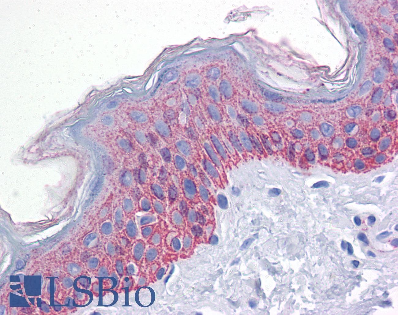 IHC-plus™ BUB1B / BubR1 Antibody (clone 2G5)