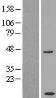 CCDC68 Protein (Over-Expression Lysate Myc-DDK (Flag))