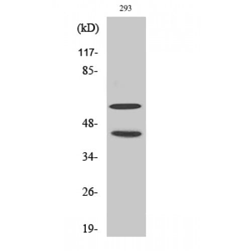 JNK1+2+3 Antibody (120-200 aa)
