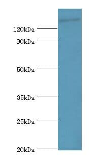 SPAG5 / MAP126 Antibody (aa1-300)