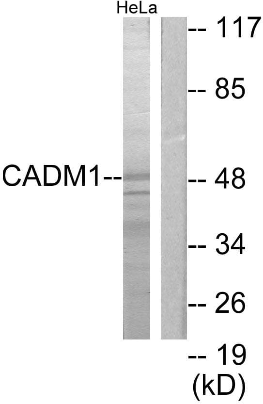 SYNCAM / CADM1 Antibody