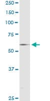 RXTA / RXR-Alpha Antibody (clone 1G1)
