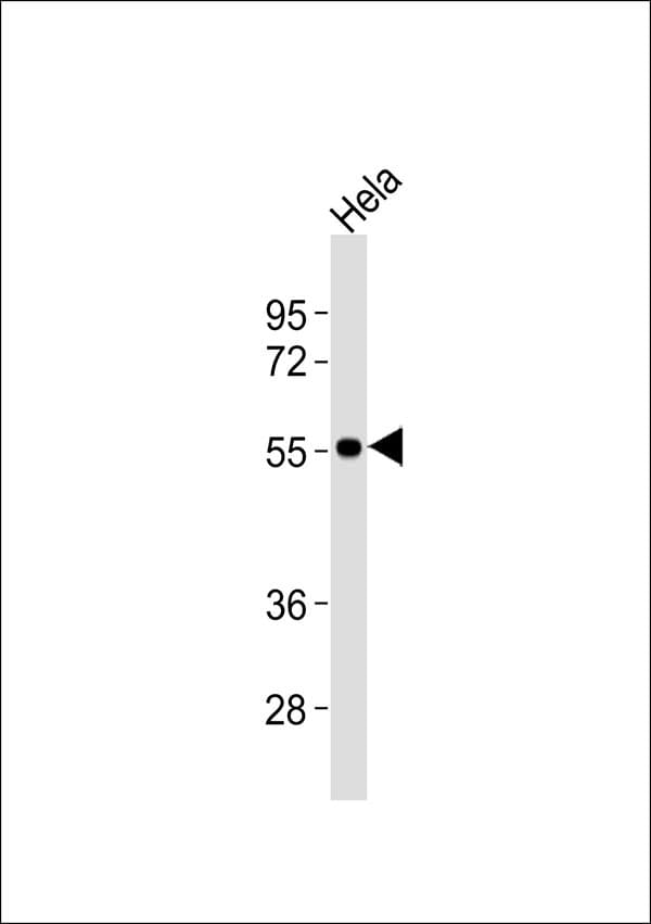 SLC29A1 / ENT1 Antibody