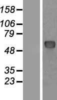 NUP62 Protein (Over-Expression Lysate Myc-DDK (Flag))