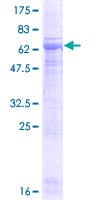 Human PELI3 / Pellino 3 Protein (Recombinant GST)