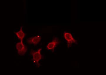 OR5D3 Antibody