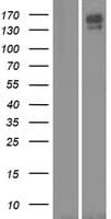CNTNAP5 Protein (Over-Expression Lysate Myc-DDK (Flag))