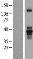 SEPT1 / Septin 1 Protein (Over-Expression Lysate Myc-DDK (Flag))